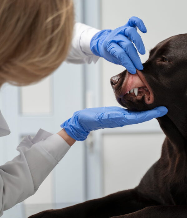 gundogmag.com for dogs: What Is This Premier Resource All About?​