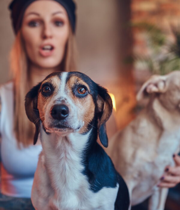 Top 10 Hybrid Dog Breeds Medium