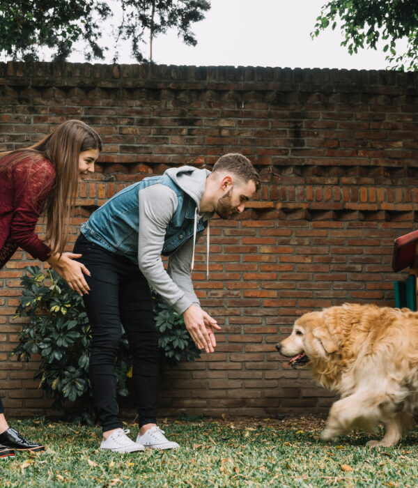 Dog Food Recipes Of Homemades Vet Approved -thesprucepets