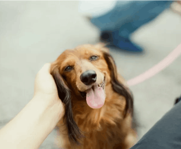 Why do Dogs Like Being Pet?