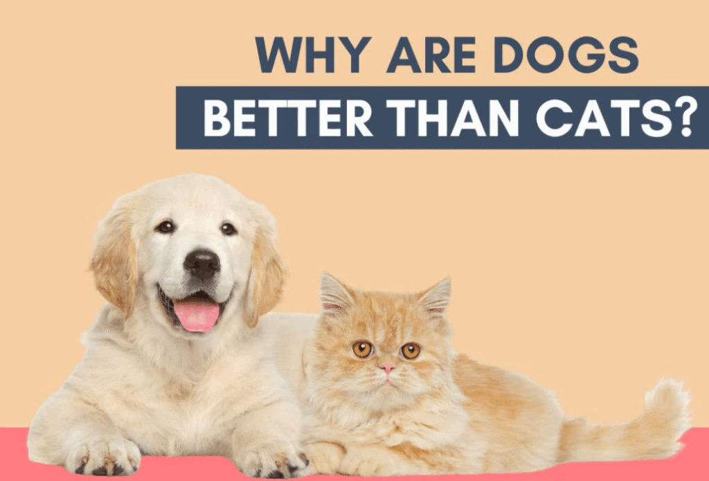 why dogs make better pets than cats essay?
