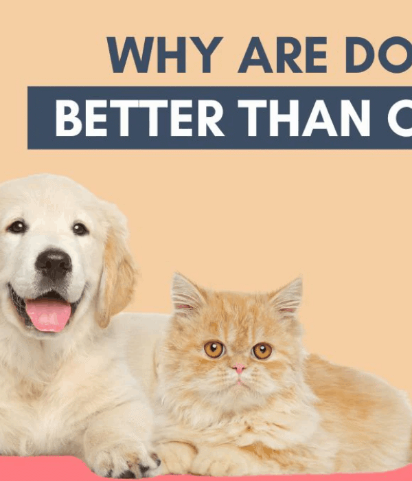 why dogs make better pets than cats essay?